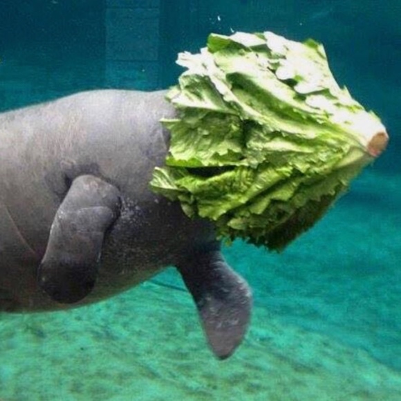 majesticseacow
